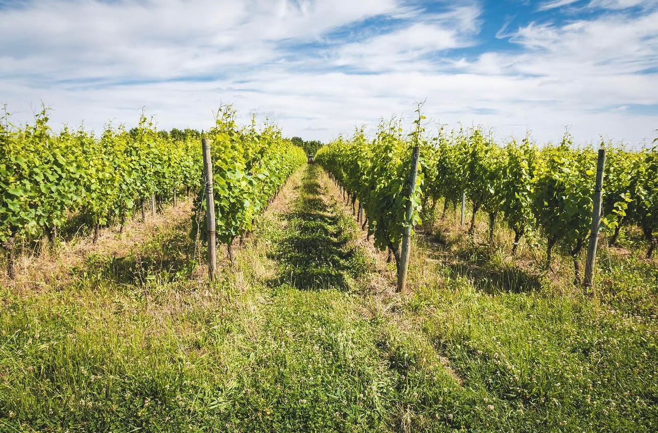 DOMAINE BOIS MOZÉ